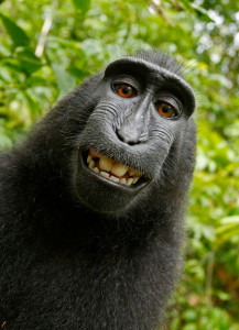 20140807foto-szelfie-makako-majom-fenykep