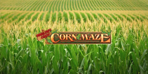 marilyns-crazy-corn-maze-in_54185